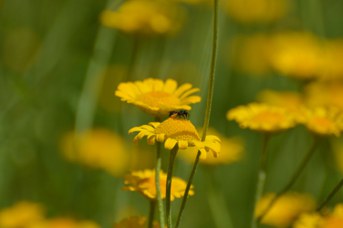 Heriades sp. femmina su Cota tinctoria