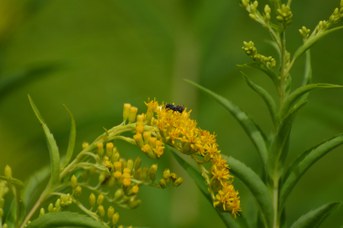 Heriades sp. maschio su Solidago gigantea