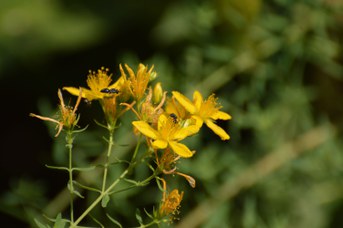 Hylaeus sp. femmina su Hypericum perforatum