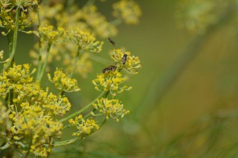 Hylaeus sp. su Foeniculum vulgare