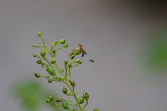 Hylaeus sp. su Scrophularia nodosa