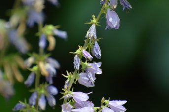 Lasioglossum sp. femmina su Campanula bononiensis