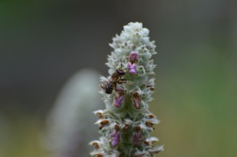 Megachile ericetorum maschio su Stachys bizantina