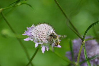 Megachile lagopoda maschio su Scabiosa sp.