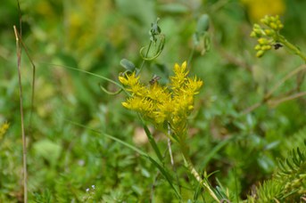 Megachile pilidens maschio su Sedum hispanicus