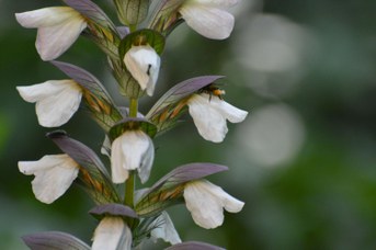 Megachile willughbiella femmina su Acanthus mollis