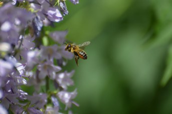Megachile willughbiella femmina su Campanula bononiensis