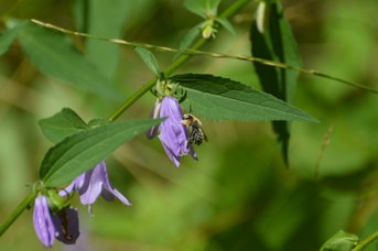 Megachile willughbiella maschio su Campanula rapunculoides