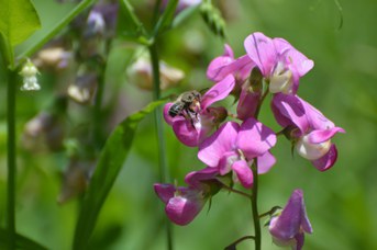 Megachile willughbiella maschio su Lathyrus latifolius