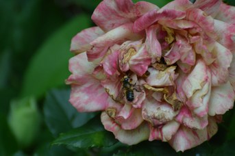 Megachile willughbiella maschio su Rosa sp. con fiore doppio
