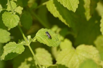 Osmia caerulescens femmina su foglia di Melissa officinalis