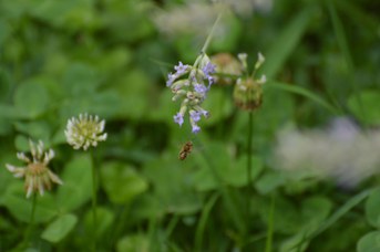 Osmia caerulescens maschio su Lavandula angustifolia