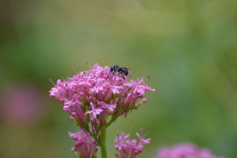 Stelis puntulatissima su Centranthus ruber