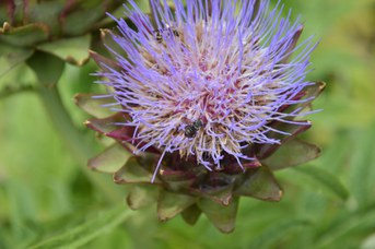 Stelis puntulatissima su Cynara cardunculus