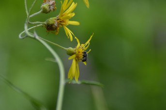 Stelis puntulatissima su Jacobaea paludosa