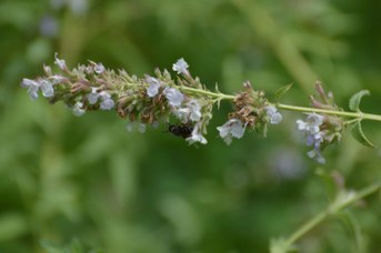 Stelis puntulatissima su Nepeta cataria