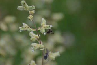Stelis puntulatissima su Origanum majorana