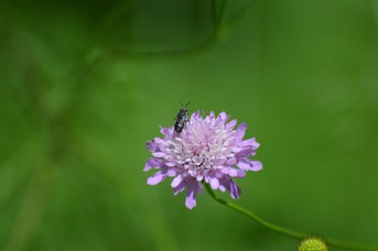 Stelis puntulatissima su Scabiosa sp.