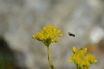 Stelis puntulatissima su Sedum hispanicum