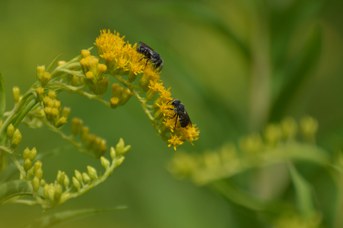 Stelis puntulatissima su Solidago gigantea