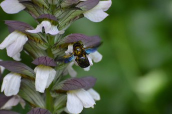 Xylocopa sp. femmina su Acanthus mollis
