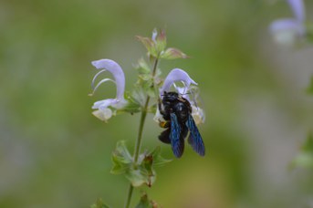 Xylocopa sp. femmina su Salvia sclarea