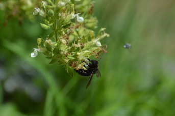 Xylocopa violacea maschio su Teucrium flavum