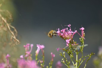 Amegilla garrula su Centranthus ruber