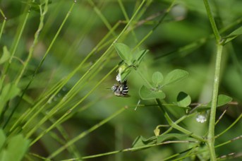 Amegilla quadrifasciata femmina su Salpichroa origanifolia