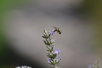 Amegilla quadrifasciata maschio su Lavandula angustifolia