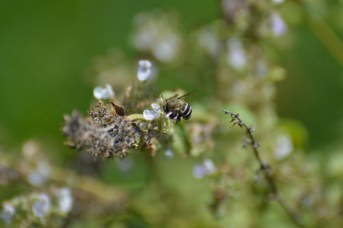Amegilla sp. femmina su Nepeta cataria