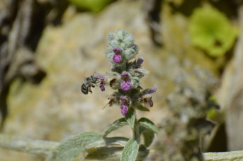 Amegilla sp. femmina su Stachys bizantina