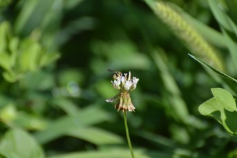 Anthidiellum strigatum maschio su Trifolium repens