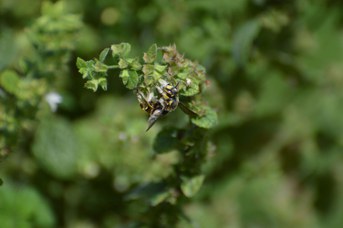 Anthidium florentinum maschio su Nepeta cataria