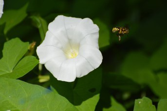 Anthidium florentinum maschio su Calystegia saepium