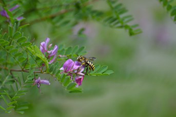 Anthidium florentinum maschio su Indigofera tinctoria