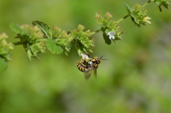 Anthidium florentinum maschio su Melissa officinalis