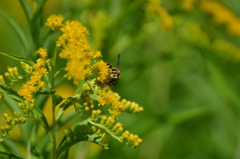 Anthidium florentinum su Solidago  gigantea