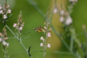 Anthidium manicatum femmina su Linaria purpurea