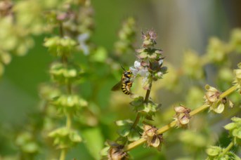 Anthidium manicatum femmina su Ocimum basilicum