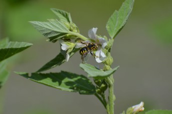 Anthidium sp. su Althaea officinalis