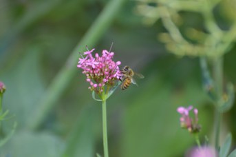 Apis mellifera su Centranthus ruber