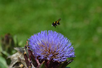 Bombus hortorum operaia su Cynara cardunculus