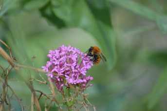 Bombus pascuorum operaia su Centranthus ruber