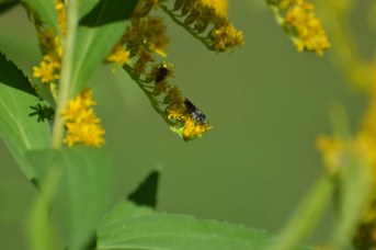 Coelioxys sp. maschio su Solidago gigantea