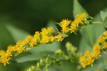 Hylaeus sp. femmina su Solidago gigantea