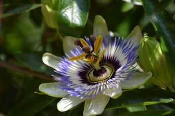 Lasioglossum calceatum su Passiflora cerulea