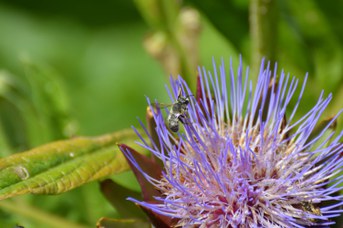 Megachile albisecta maschio su Cynara cardunculus
