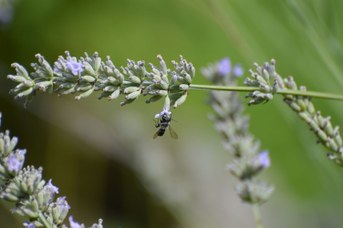 Megachile melanopyga maschio su Lavandula angustifolia