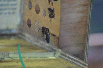 Megachile sculpturalis femmina nei bee hotel